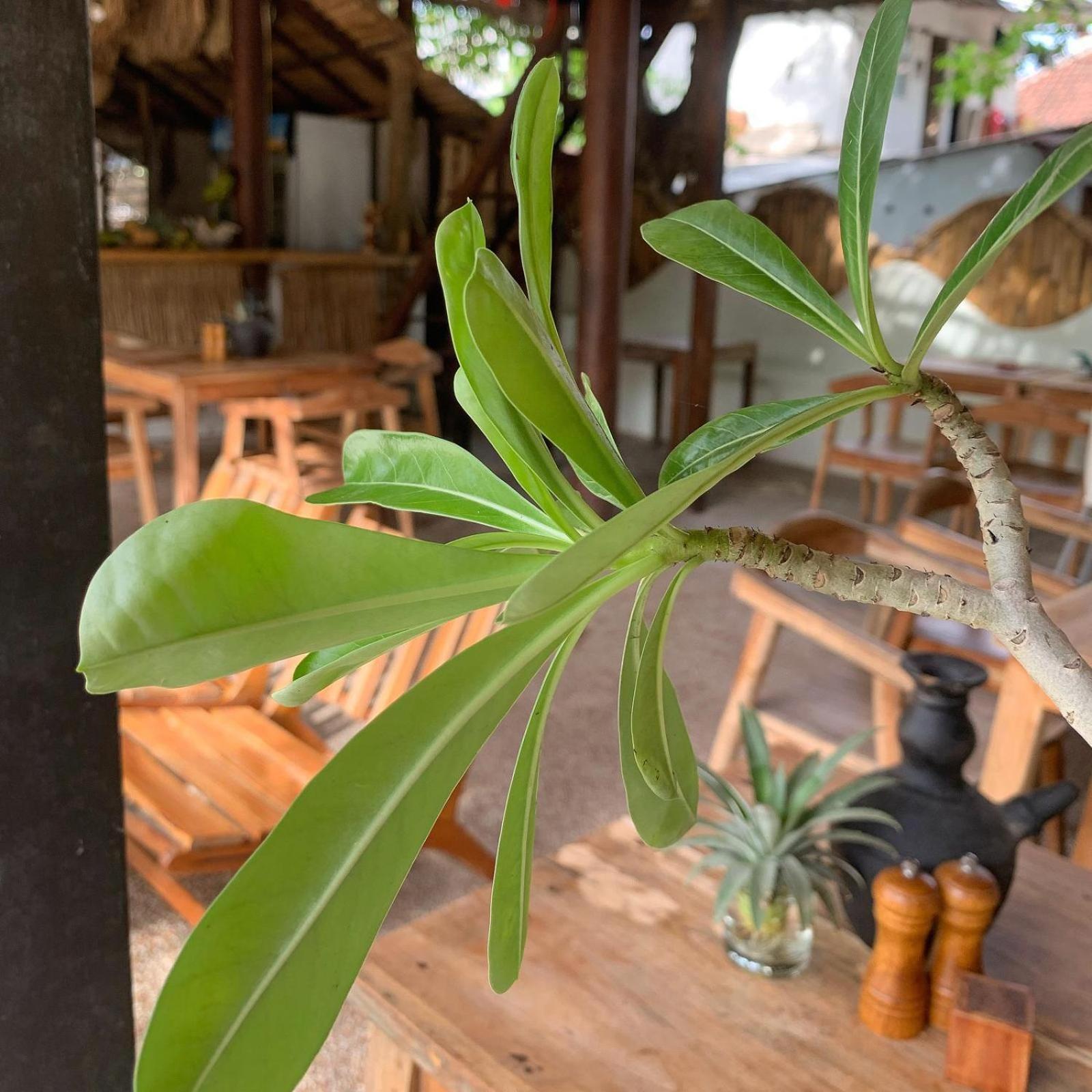 Jungalow Quần đảo Gili Ngoại thất bức ảnh